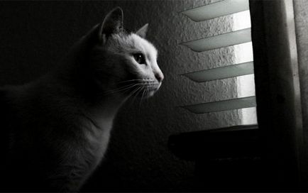 Котки от прозореца (31 снимки)