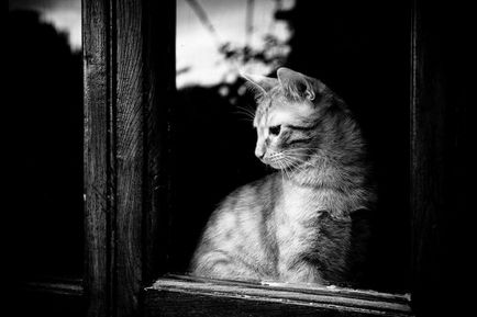 Котки от прозореца (31 снимки)