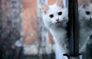 Котката, котката падна от прозореца - какво да се прави за първа помощ, последствията и предотвратяване
