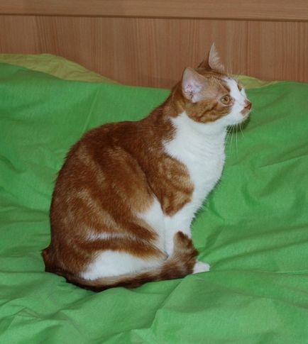 Котка ближе лицето на домакин, джинджифил котка (собственик) Котка ближе лицето на домакин червена котка
