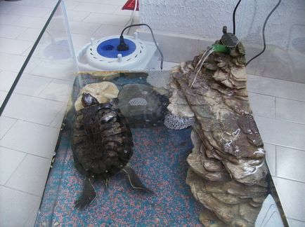 Krasnouhie костенурка особено внимание, като у дома си