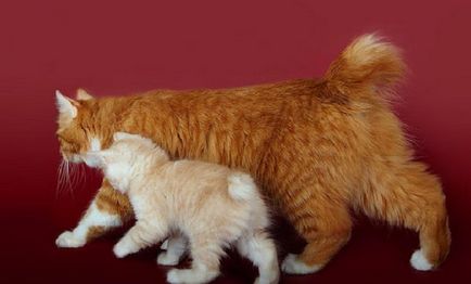 Курилските Bobtail снимка, цена, описание порода, характер, видео, детски ясли - murkote за котки и