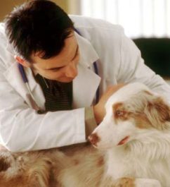 Липом в кучето предизвиква и лечение Уен (снимка)