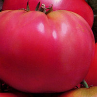 Най-добрите сортове домати описание и снимка, домашно стопанство