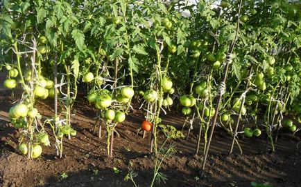 Средство за народни доматен разсад от захранващата, торове и торене домати от болести