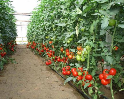 Средство за народни доматен разсад от захранващата, торове и торене домати от болести