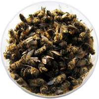 Персонализирани рецепти лечение на простатит с пчелен Podmore