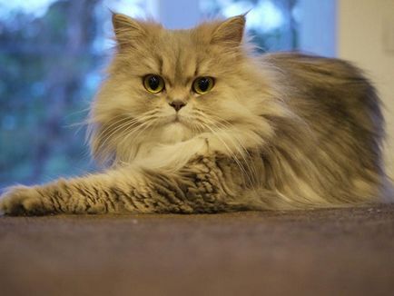 Преглед на Персийска котка порода, неговото описание и снимка
