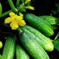 Краставица разновидности на храстови описание, снимки и коментари