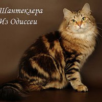 Цветовете на сибирските котки - страна на котките
