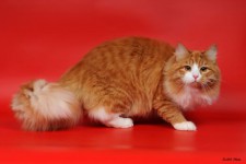 Цветовете на сибирските котки - страна на котките