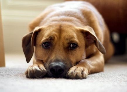 Описание на еструса при кучета особено, възможни проблеми и техните решения