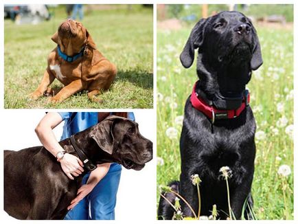 Нашийници за кучета срещу бълхи и кърлежи обратна връзка и инструкции