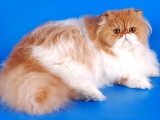 Персийска котка - снимки, описание, грижи, природата и цената на котенцата