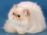 Персийска котка - снимки, описание, грижи, природата и цената на котенцата