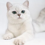 Персийска котка снимка, грижа и поддръжка, характер, характеристики Вид и прегледи на собствениците,