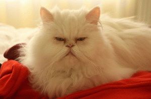 Персийска котка - описание на природата, снимка, цена, животновъд сайт 