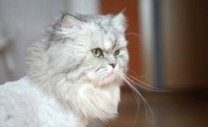 Персийска котка - описание на природата, снимка, цена, детска площадка 