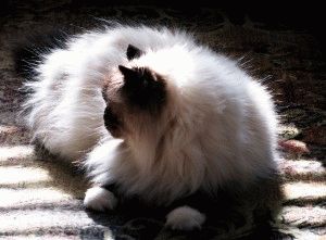 Персийска котка - описание на природата, снимка, цена, детска площадка 