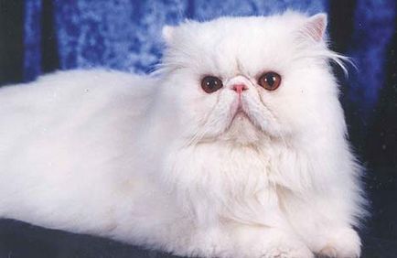 Персийски порода котки (описание и снимки)