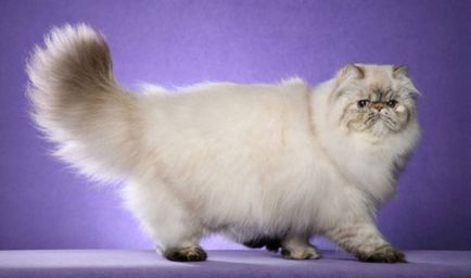 Персийски порода котки (описание и снимки)