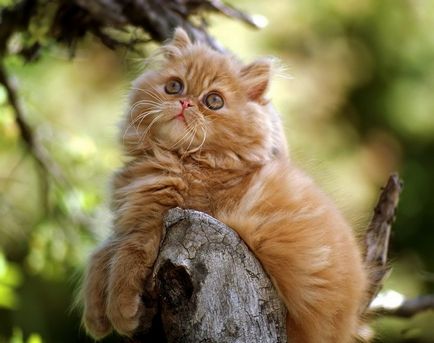 Персийска котка снимка