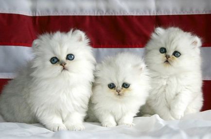 Персийска котка снимка