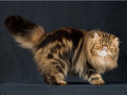 Персийска котка - 21 снимки