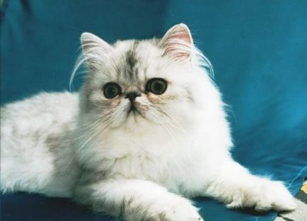 Персийска котка - 21 снимки