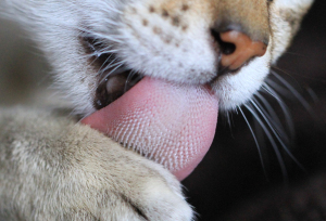 Защо котката стърчи езика си