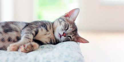 Защо котките спят много причини и трябва да се притесняват