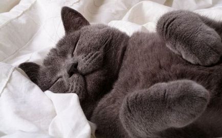 Защо котките спят много по причина и трябва да се притесняват