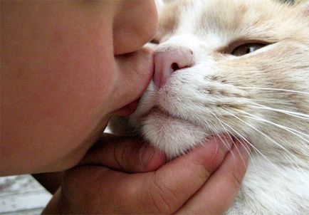 Защо не мога да Листът се целуват котки защо не котки