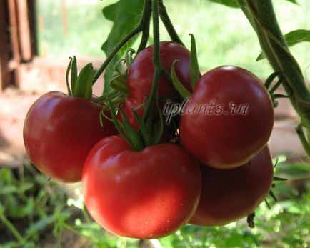 Торене на домати в оранжерия и открито поле от храната, най-добрият тор за домати