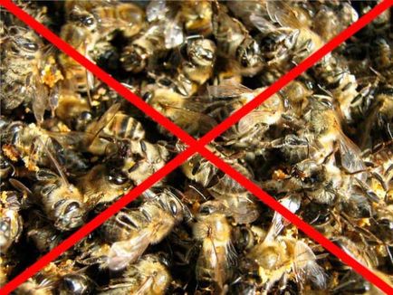 Podmore пчелен восък и лечение на простатит като готвене, лечение, противопоказания
