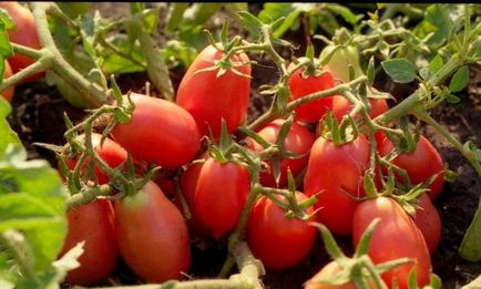 Домат Рио Гранде (25 снимки) домати, първоначалното описание на сорта, мнения