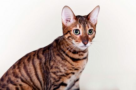 Популярни породи котки тигров със снимки