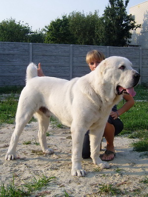 Куче порода Централна Азия овчарка алабай снимки, видео и описание на стандарта на породата, характера на кучета