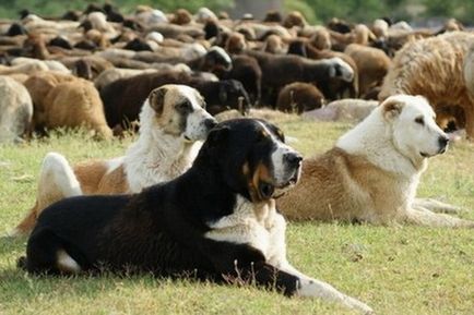 Куче порода Централна Азия овчарка алабай снимки, видео и описание на стандарта на породата, характера на кучета