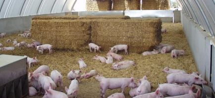 Правилно угояване на свине за месо у дома