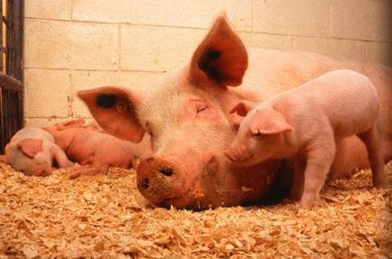 Правилно угояване на свине за месо у дома