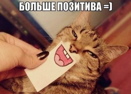 Смешни снимки за животни котки (65 снимки) - смешни картинки и хумор