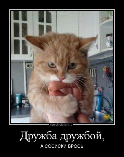 Смешни снимки за животни котки (65 снимки) - смешни картинки и хумор