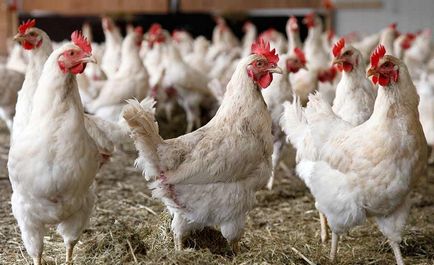 Птичият грип симптоми при пилета, как да се определи и как за лечение на болестта (снимка)