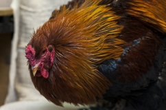 Птичият грип симптоми при пилета, как да се определи и как за лечение на болестта (снимка)