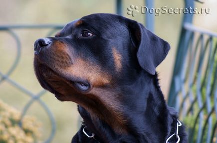 Ротвайлер описание порода, кучета, природни снимки, цена