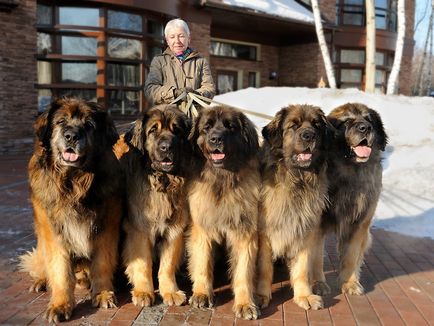 Най-известната голям Името на порода куче, снимка, основните характеристики на големи кучета