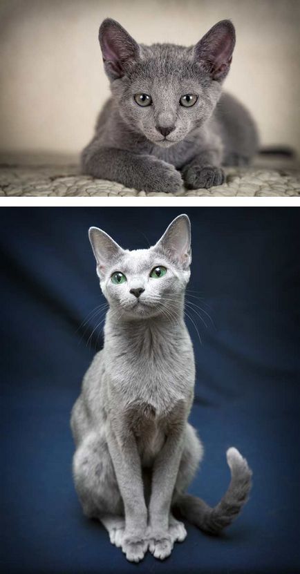 Най-красивата котка в света със снимки