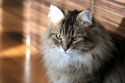 Сибирски котка порода - описание на породата, характер