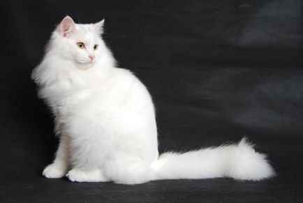 Сибирски котка порода - описание на породата, характер